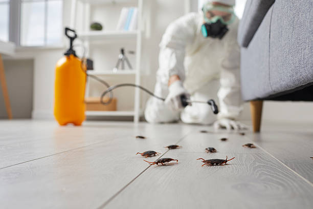 Commercial Kitchen Cockroach Control in Cuba